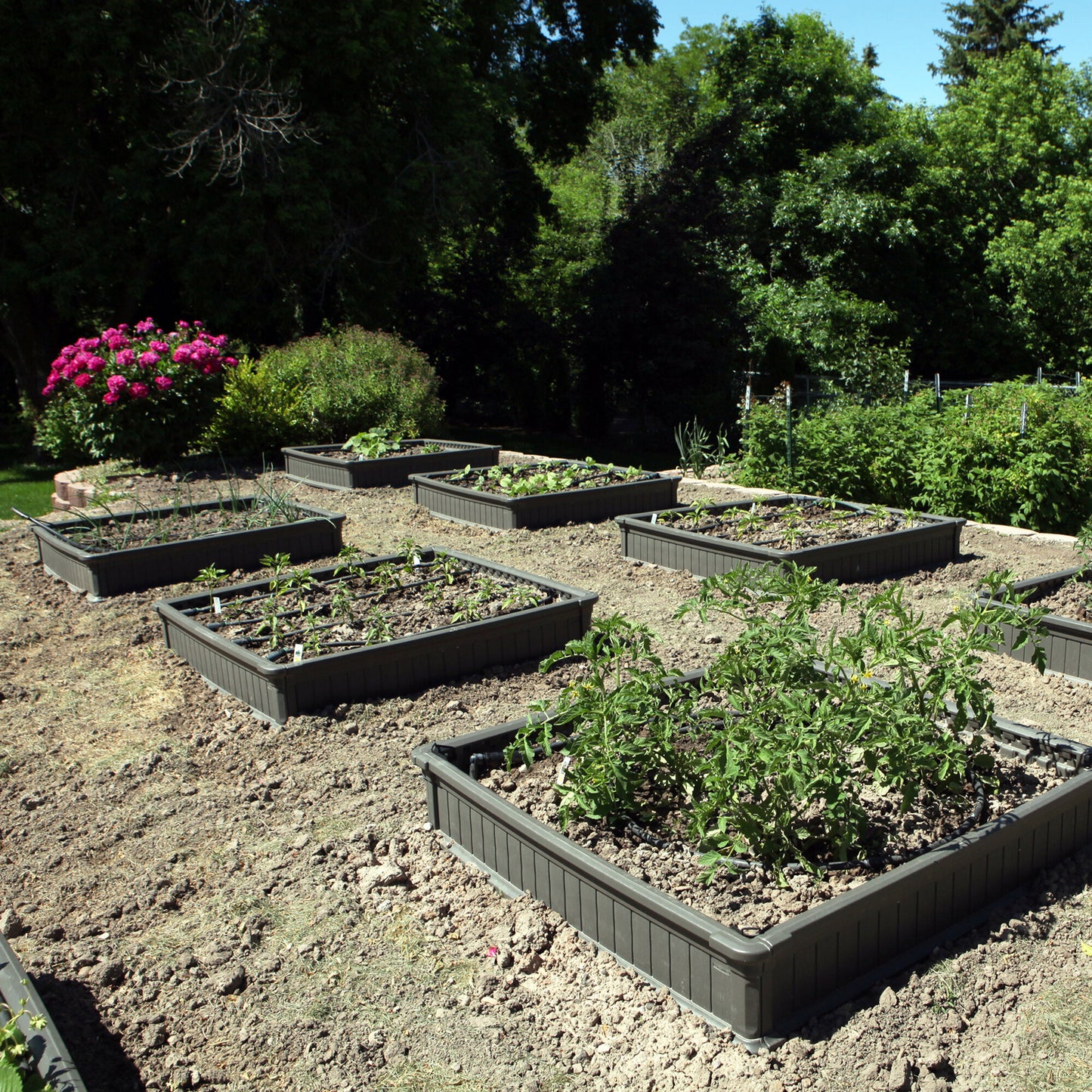 Raised Garden Bed Kit (2 Beds, 1 Enclosure)